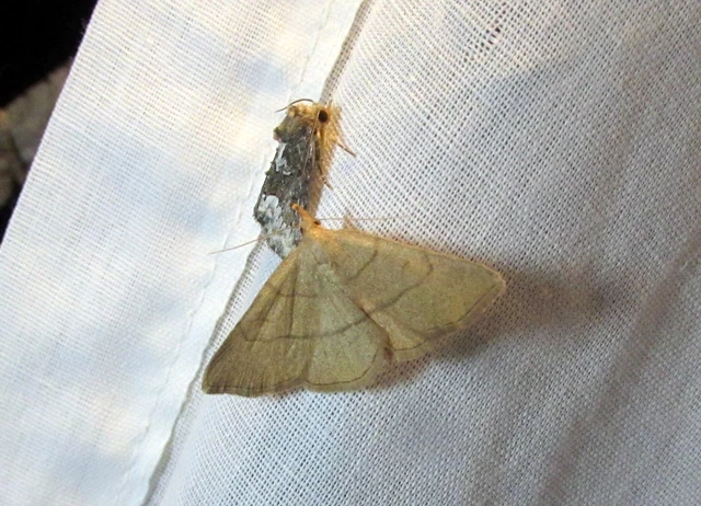 Paracolax tristalis - sárgás karcsúbagoly