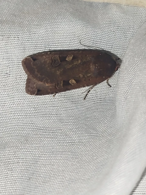 Noctua pronuba - nagy sárgafűbagoly