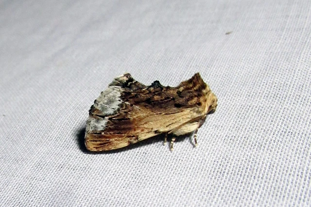 Ptilodon cucullina - csuklyás púposszövő
