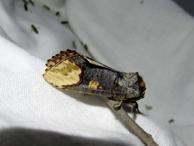 Phalera bucephaloides - magyar púposszövő
