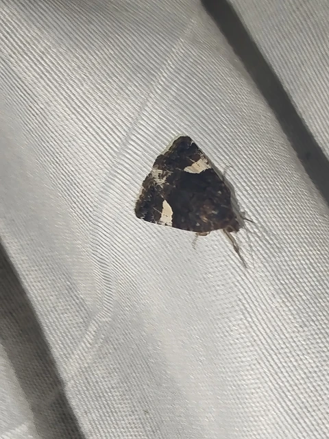Tyta luctuosa - fekete nappalibagoly
