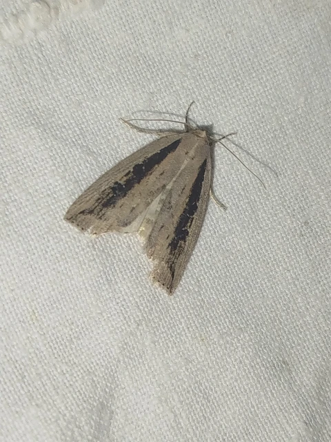 Chilodes maritima - négyfoltos nádibagoly