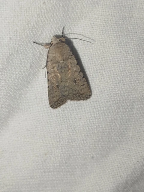 Paradrina clavipalpis - közönséges selymesbagoly