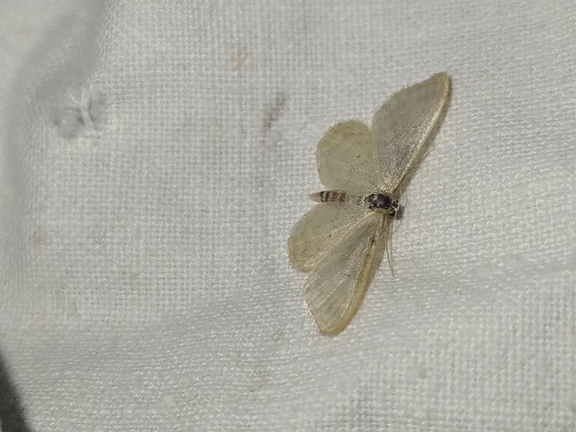 Idaea fuscovenosa - szürkeszélű apróaraszoló