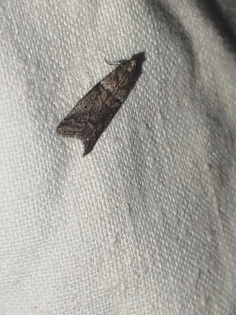 Acrobasis consociella - szalagos karcsúmoly