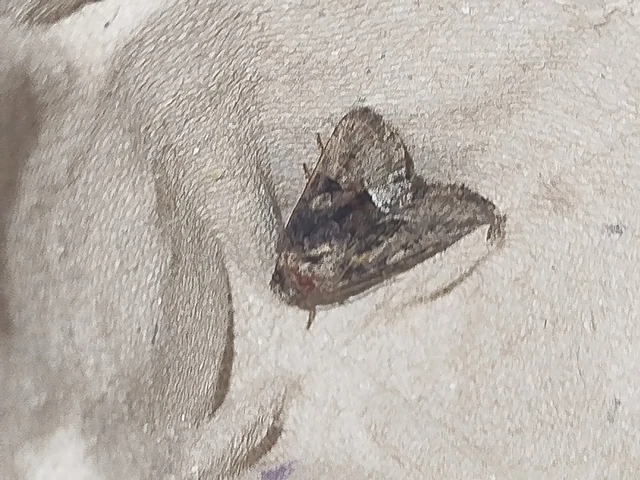 Oligia strigilis/latruncula/versicolor