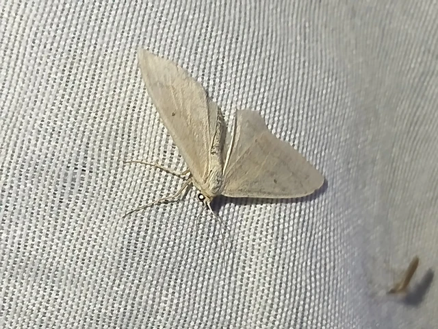 Idaea deversaria - egyszínű sávosaraszoló
