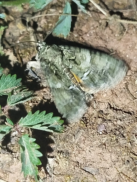 Polyphaenis sericata - selyemfényű erdeibagoly
