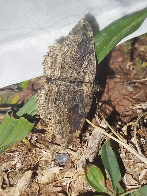 Philereme transversata - varjútövis-araszoló