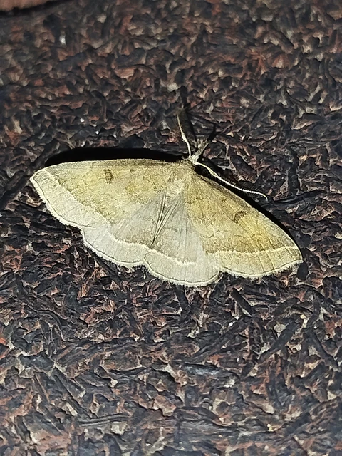 Pechipogo plumigeralis - tollascsápú karcsúbagoly