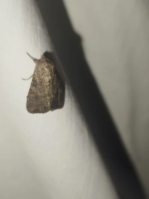 Hadula trifolii - lóherebagoly