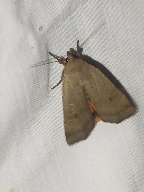 Noctua comes - kis sárgafűbagoly