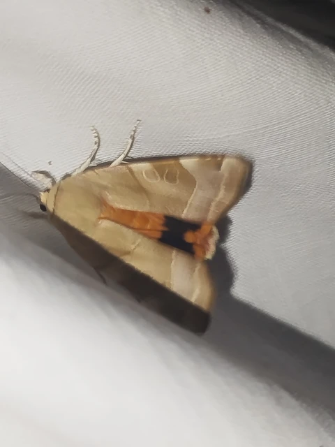 Noctua fimbriata - szélessávú sárgafűbagoly