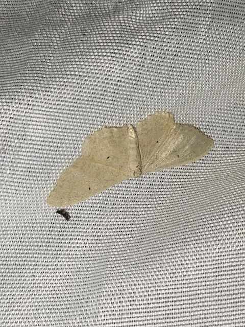 Idaea straminata - szalmasárga sávosaraszoló