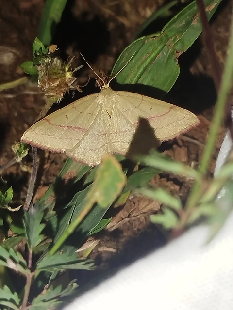 Rhodostrophia vibicaria - pirosszélű araszoló