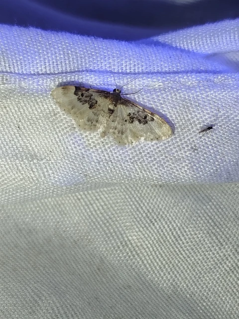 Idaea rusticata - tarka apróaraszoló