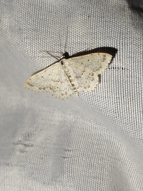 Scopula marginepunctata - pettyes sávosaraszoló