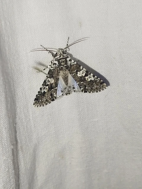 Lamprosticta culta - hármasfoltú bagoly