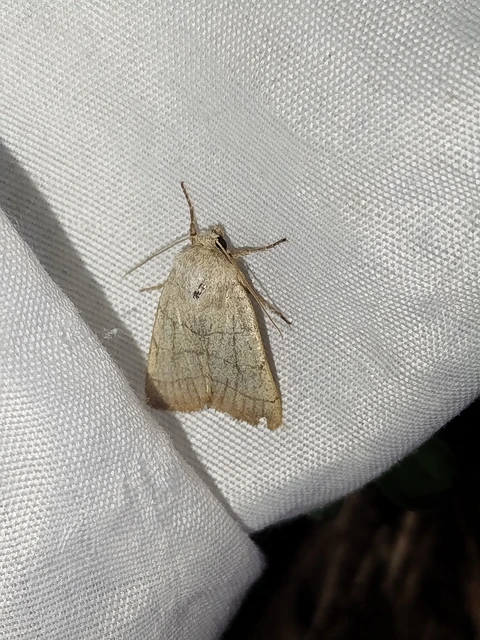 Charanyca trigrammica - háromsávos lombbagoly