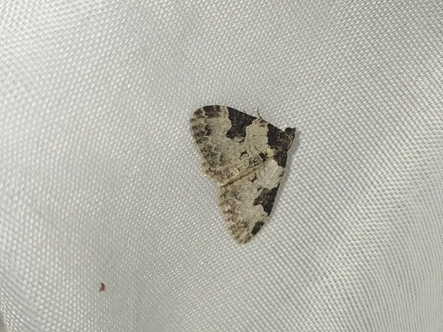 Xanthorhoe fluctuata - közönséges tarkaaraszoló