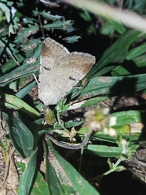 Lygephila craccae - gyakori csüdfűbagoly
