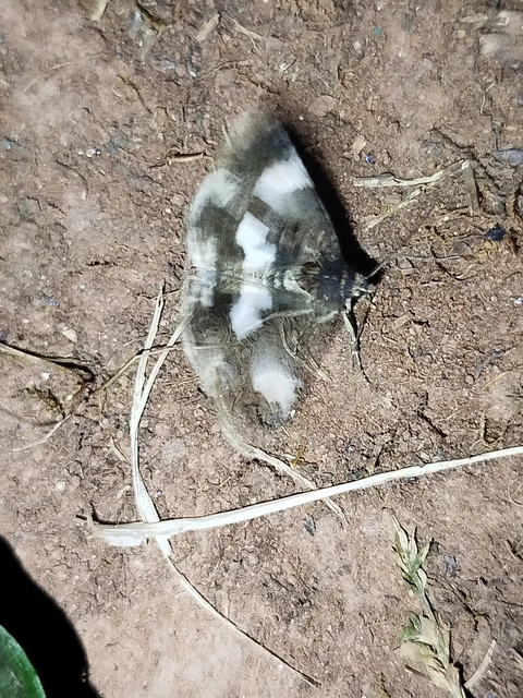 Tyta luctuosa - fekete nappalibagoly