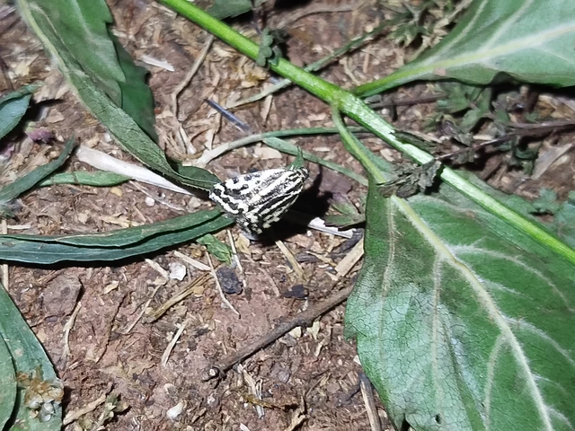 Emmelia trabealis - zebrabagoly