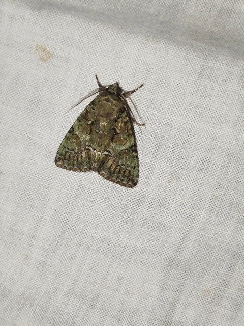 Polyphaenis sericata - selyemfényű erdeibagoly