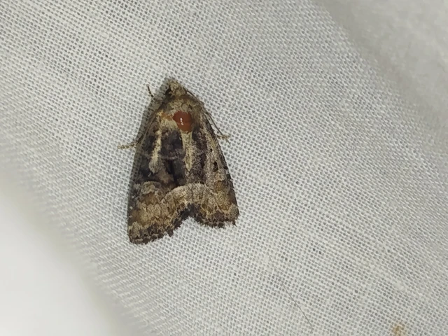 Oligia strigilis/latruncula/versicolor