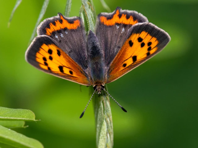 Lycaena phlaeas - közönséges tűzlepke Lycaena phlaeas - közönséges tűzlepke