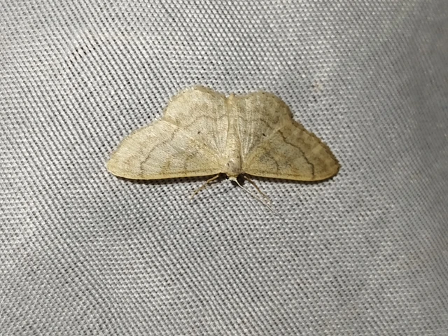 Idaea deversaria - egyszínű sávosaraszoló