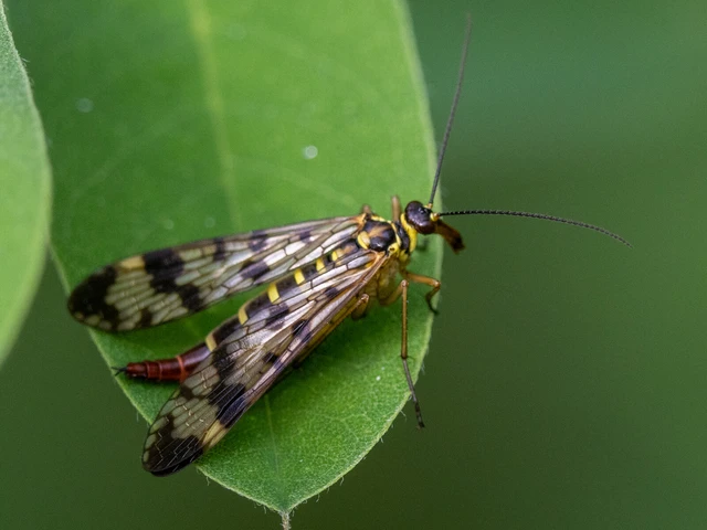 Mecoptera - Csőrösrovarok