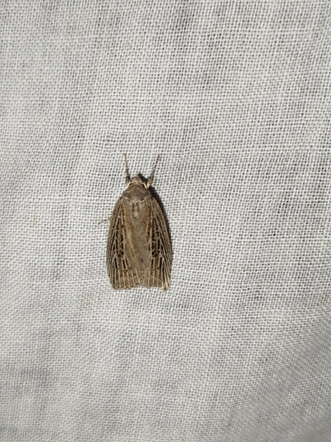 Chilodes maritima - négyfoltos nádibagoly