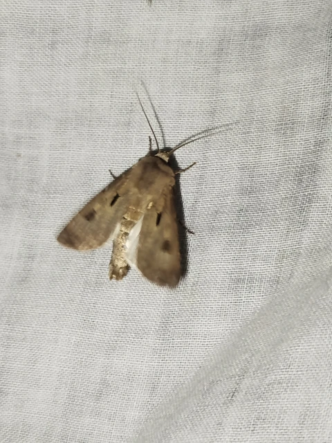 Agrotis exclamationis - felkiáltójeles földibagoly