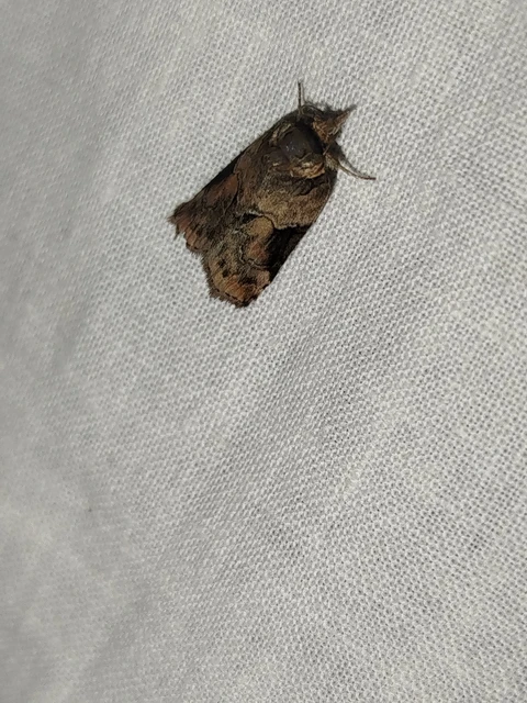 Nycteola siculana - fűz-trapézbagoly