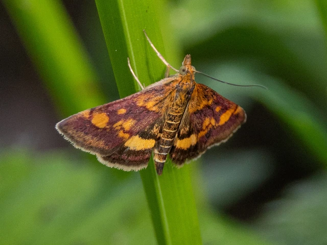 Pyrausta aurata - aranyló bíbormoly
