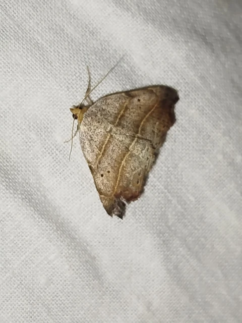Laspeyria flexula - zuzmóbagoly