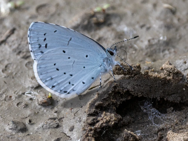 Celastrina argiolus - bengeboglárka
