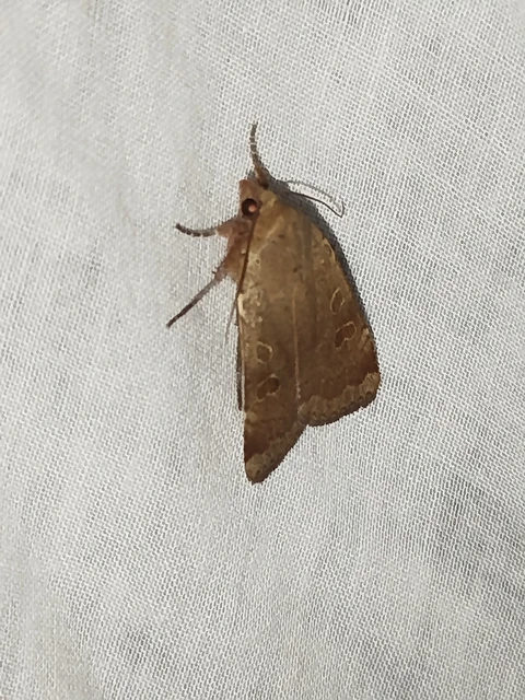 Noctua comes - kis sárgafűbagoly