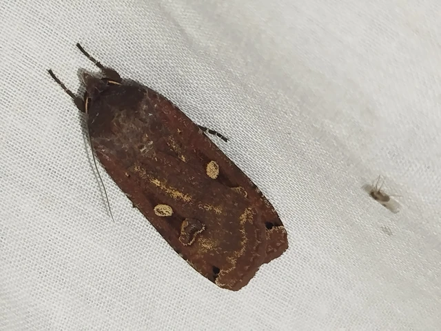 Noctua pronuba - nagy sárgafűbagoly