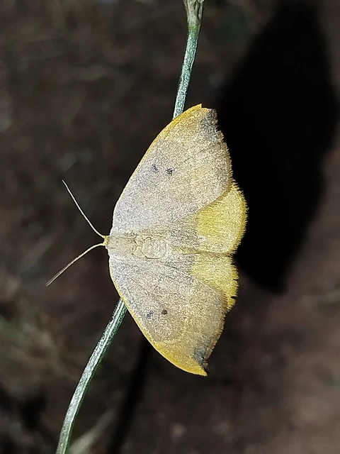 Watsonalla binaria - tölgyfa-sarlósszövő