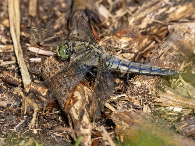 Orthetrum cancellatum - feketefarkú pásztorszitakötő