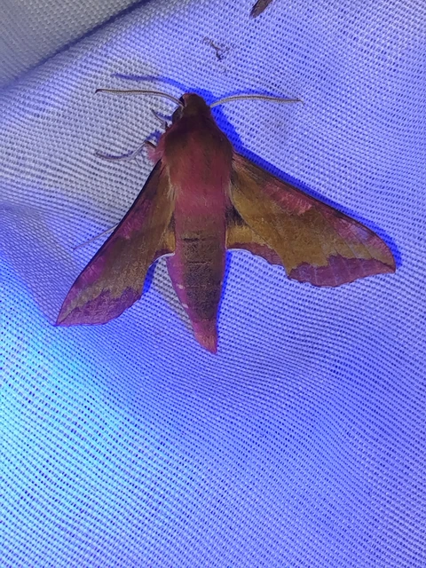 Deilephila porcellus - piros szender