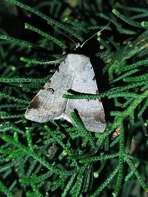 Lygephila craccae - gyakori csüdfűbagoly