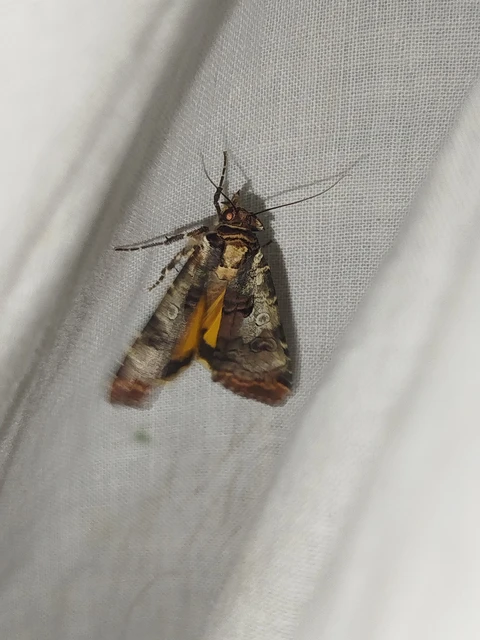 Epilecta linogrisea - karcsú sárgafűbagoly
