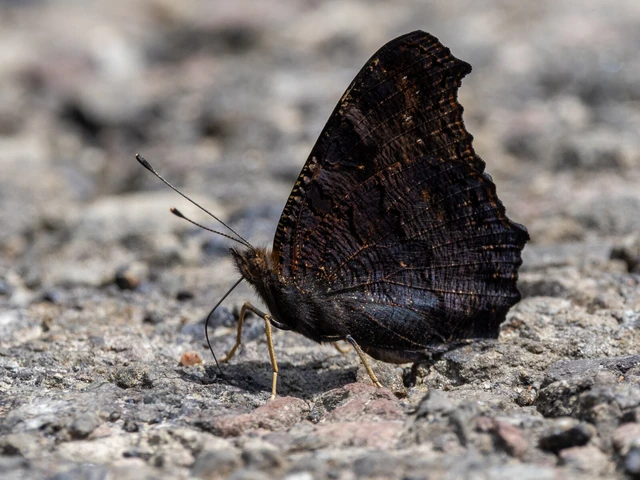 Nymphalis io - nappali pávaszem