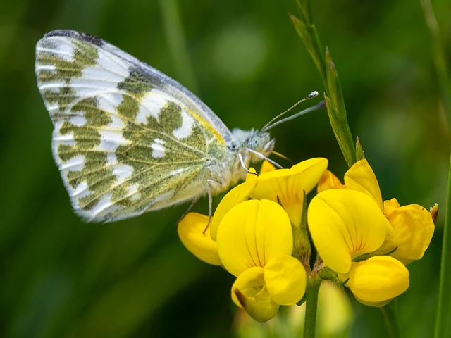 Pontia edusa - rezedalepke