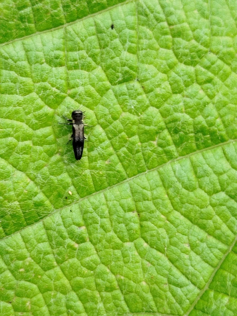 Agrilus