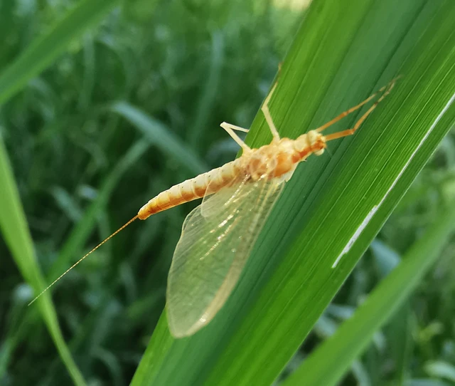 Potamanthus luteus - folyamvirág