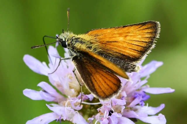 Thymelicus lineola - vonalas busalepke